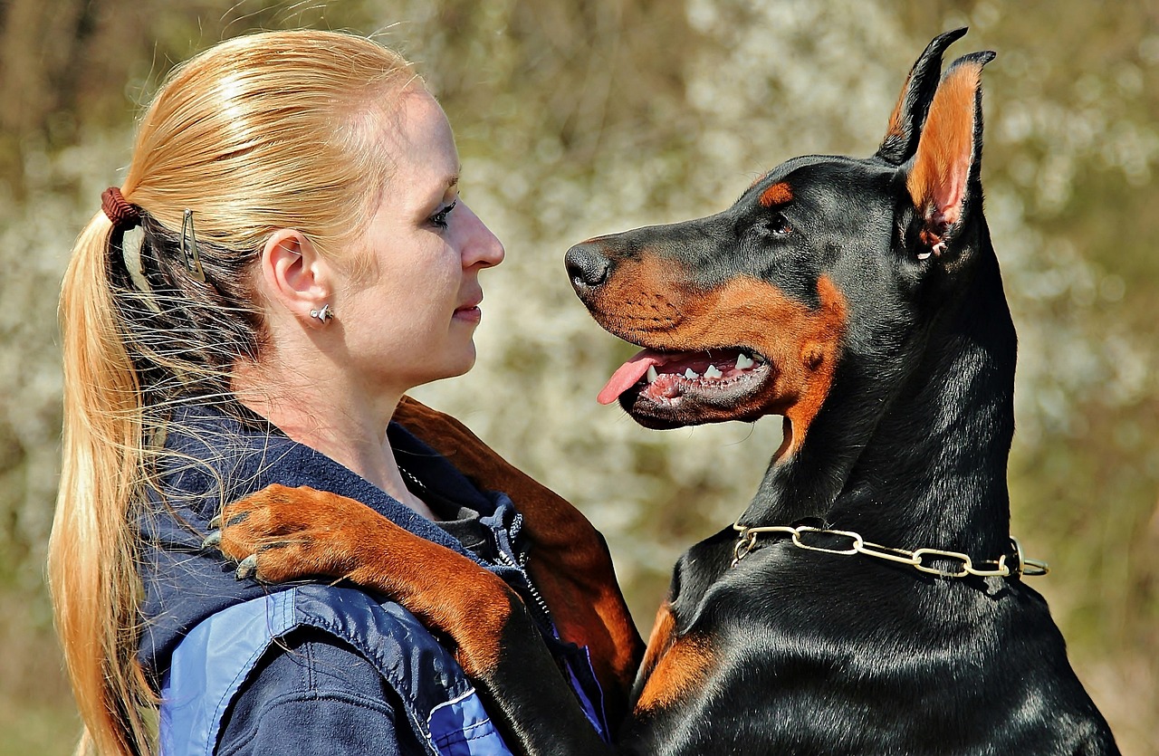 A Guide to Understanding the Doberman Pinscher